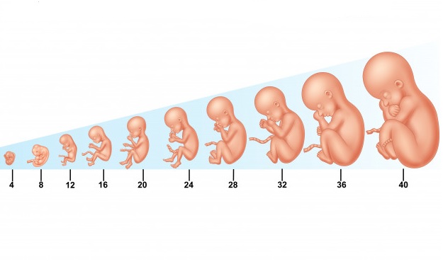 Phụ nữ mang thai mấy tháng có thể phá được thai?