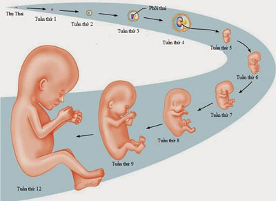 Cách phá thai thích hợp cho thai theo từng tuần tuổi